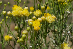 Acamptopappus sphaerocephalus var. hirtellus