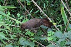 Pterorhinus sannio