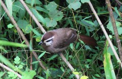 Pterorhinus sannio