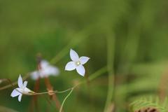 Wahlenbergia violacea