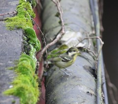 Periparus venustulus