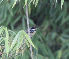 Periparus venustulus