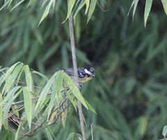 Periparus venustulus