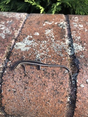 Cryptoblepharus pulcher pulcher