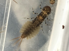 Ameletopsis perscitus