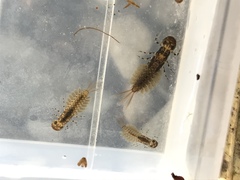 Ameletopsis perscitus