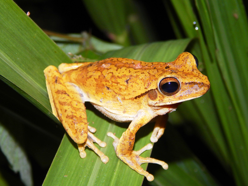 Chaco Tree Frog