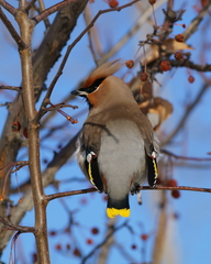 Bombycilla garrulus