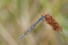 Austrocoenagrion lyelli