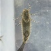 Large Swimming Mayfly - Photo (c) anna-mac, some rights reserved (CC BY), uploaded by anna-mac