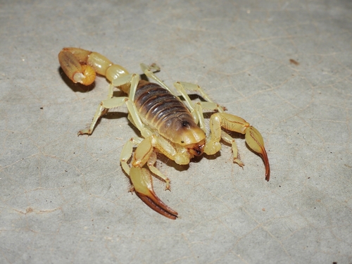 Hadrurus hirsutus