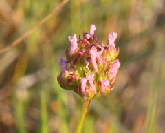 Plectritis ciliosa