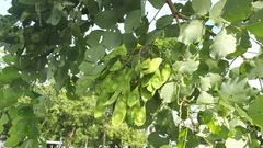 Dalbergia latifolia