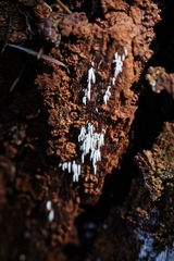 Mucronella bresadolae