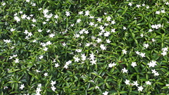 Tabernaemontana divaricata