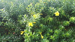 Allamanda oenotherifolia