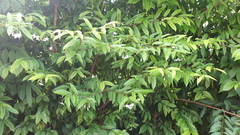 Wrightia religiosa