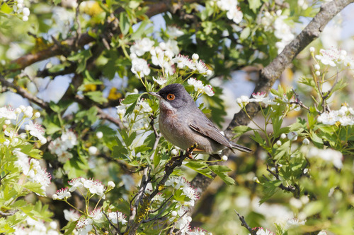 Menetries's Warbler (Curruca mystacea), photo 7