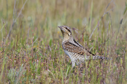 Torcecuello euroasiático (Jynx torquilla)