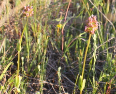 Plectritis ciliosa