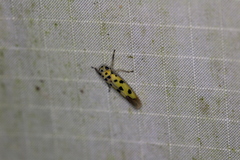 Anatkina illustris