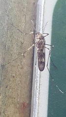 Culiseta incidens
