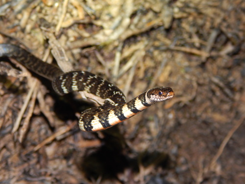 Erythrolamprus taeniogaster