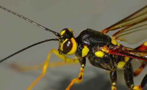 Norton's Giant Ichneumonid Wasp photo 2