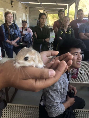 iNaturalist observation photo of Merriam's Kangaroo Rat