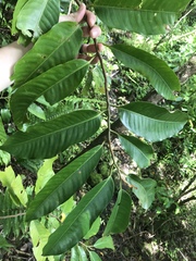 Myristica inutilis