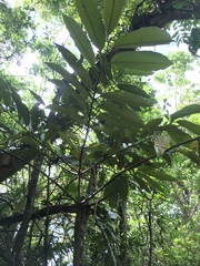 Myristica inutilis
