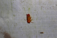 Eoscarta liternoides