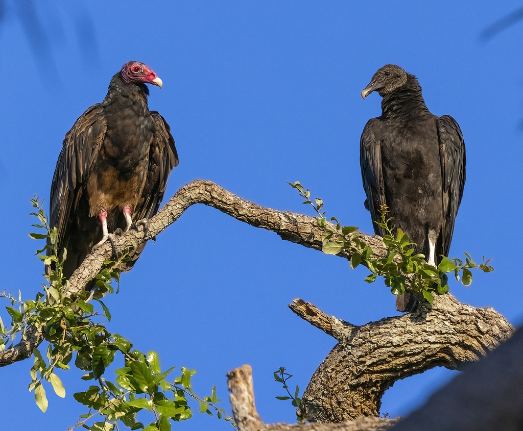 New World Vultures