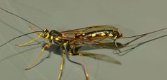Megarhyssa nortoni