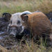 חזיר אדום - Photo (c) Marc Henrion,  זכויות יוצרים חלקיות (CC BY-NC), הועלה על ידי Marc Henrion
