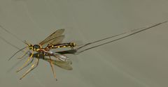 Megarhyssa nortoni