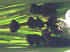 Cynopterus titthaecheilus