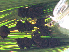Cynopterus titthaecheilus