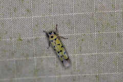 Anatkina annandalei