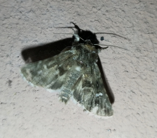 mora pyšteková (Calophasia lunula)