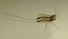 Megarhyssa nortoni