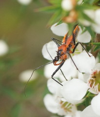 Gminatus