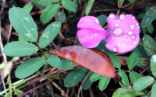 Tephrosia macropoda var. macropoda image