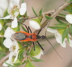 Gminatus
