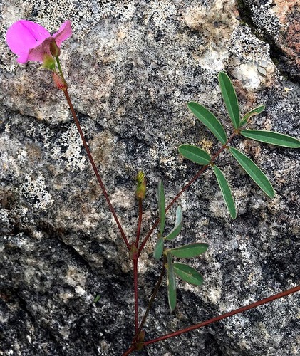 Tephrosia macropoda image