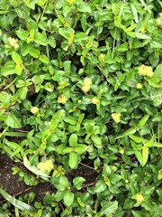 Acanthospermum australe