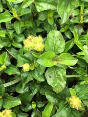 Acanthospermum australe