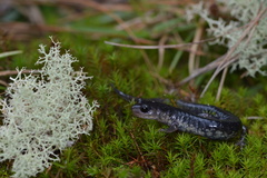 Plethodon chlorobryonis