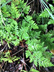 Cheilanthes multifida