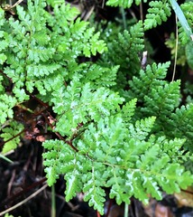 Cheilanthes multifida